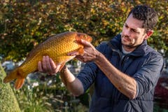 Der Tierarzt Ralph Knüsel hat sich auf die Behandlung von Fischen spezialisiert. (Bild: Boris Bürgisser)