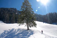 Frühlingshaft warme Schneeschuhwanderung auf dem Wirzweli. (Bild: Regula Aeppli)