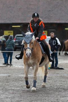 Ross und Reiter beim Parcours. (Bild: Roger Zbinden / Neue ZZ)