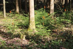 Blühende junge Tännchen, oder etwa Wildschutz? auf der Erlosen. (Bild: Josef Habermacher)