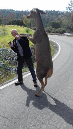 Spanische Hirschkuh heisst Schweizer Touristen in Naturpark herzlich willkommenRoger Schläpfer, als Gastgeber des Hotels Olivetum Colina in Montoro/Andalusien/Spanien, machte mit seinem Schweizer Gast einen Ausflug in den nahegelegenen Naturpark, wo die beiden von einer Hirschkuh herzlich begrüsst wurden. (Bild: Roger Schläpfer)