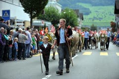 Den beiden Hirten folgen die Tiere von der Ochsenweid auf dem Buochserhorn zurück ins Tal. (Bild: Christoph Riebli)