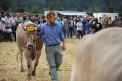 Impressionen von der Urner Grossviehschau in Altdorf. (Bild: Urs Hanhart)