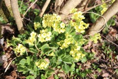Gelber Frühlingsgruss aus einer Hecke, auf der Erlosen. (Bild: Josef Habermcher)