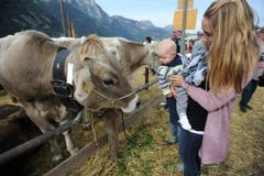 Impressionen von der Urner Grossviehschau in Altdorf. (Bild: Urs Hanhart)
