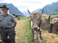 Impressionen von der Urner Grossviehschau in Altdorf. (Bild: Urs Hanhart)