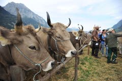 Impressionen von der Urner Grossviehschau in Altdorf. (Bild: Urs Hanhart)
