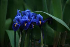 Iris (Bild: Franziska Müller)