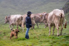 Ceremonial driving down of cattle (Bild: Keystone / Urs Flüeler)