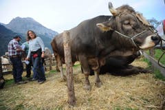 Impressionen von der Urner Grossviehschau in Altdorf. (Bild: Urs Hanhart)