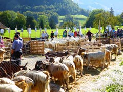 Bilder: Priska von Flüe und Gabi Schmidlin