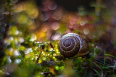 Schnecke im Farbrausch: Das Bild wurde mit einem mehr als 50 Jahre alten Orestor-Objektiv aufgenommen. Dadurch entstand aus den Tautropfen dieses «Traum-Bouquet». (Bild: Petra Jung)
