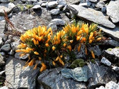Solche Frühlingsboten sind einfach nur schön ! (Bild: Margrith Imhof-Röthlin)
