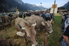 Impressionen von der Urner Grossviehschau in Altdorf. (Bild: Urs Hanhart)