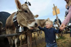 Impressionen von der Urner Grossviehschau in Altdorf. (Bild: Urs Hanhart)