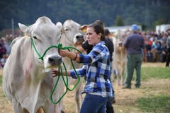 Impressionen von der Urner Grossviehschau in Altdorf. (Bild: Urs Hanhart)