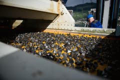 Die gröberen Steine müssen zuerst durch einen Steinbrecher. (Bild: Corinne Glanzmann / Neue NZ)