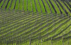 Ausschnitt eines Rebgutes in Meggen. Mit hoffentlich wärmeren Tagen und Nächten wird sich bestimmt auch bald eine Blumenpracht einfinden. (Bild: Niklaus Rohrer)