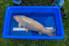 Knüsel misst die Fische und schaut natürlich auch darauf, wie die Fische genährt und ob sie fit genug sind, die kalte Jahreszeit zu überstehen. (Bild: Boris Bürgisser)