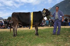 Miss Braunvieh Rinder «Flora» mit Besitzer Franz Arnold, Bürglen. (Bild: Urs Hanhart (Neue UZ))