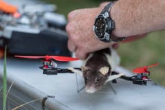 Ratatouille wird für den nächsten Flug vorbereitet. (Bild: Keystone)