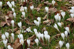 Blühende Krokusse. Aufgenommen in der Nähe der Stöckalp im Melchtal. (Bild: Bruno Ringgenberg)