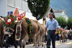Die Tiere von der Ochsenweid auf dem Buochserhorn ziehen ebenfalls durch Ennetbürgen. (Bild: Christoph Riebli)