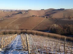 Die Rebstöcke im Piemont sind im Winterschlaf. (Bild: Fredi Meyer)