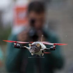 Auch Ratten können fliegen - und bekommen dann den Namen Ratatouille. (Bild: Keystone)