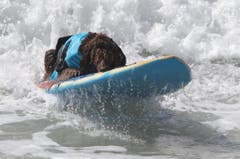 In der Kategorie der Solo-Surfer siegte der Labrador Bono des Brasilianers Ivan Moreira. (Bild: Keystone)