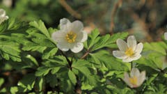 Buschwindröschen benötigen viel Licht. (Bild: Irene Wanner)