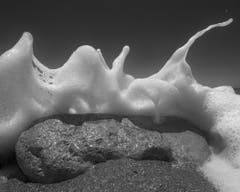 Finalist in der Kategorie "Natur & Tiere" (Bild: Tony Hertz)