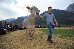 Impressionen von der Urner Grossviehschau in Altdorf. (Bild: Urs Hanhart)