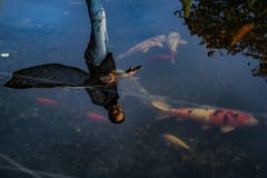 Bei der Familie Sidler in Küssnacht trifft Knüsel auf einen Teich, in dem prächtige Kois, aber auch Störe schwimmen. (Bild: Boris Bürgisser)
