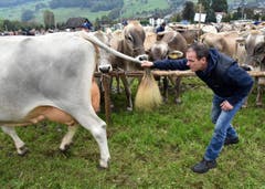 Er will es ganz genau wissen: Der Kampfrichter Beni Schmid aus Schüpfheim. (Bild: Romano Cuonz)