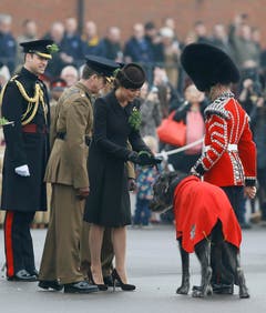 Zur Feier des irischen Schutzpatrons Sankt Patrick hat Herzogin Kate Soldaten des Regiments Irish Guards Sträusschen aus Kleeblättern überreicht. Auch das Maskottchen des Regiments, ein drei Jahre alter Irischer Wolfshund namens Domhnall, bekam ein Sträusschen. (Bild: Keystone)