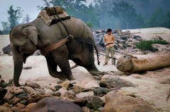 Auf der Shortlist in der Kategorie "Natur & Tiere" (Bild: Wang Yizhong)