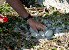 Nachdem der Schwan aufgestanden ist, können die Wildhüter die Eier aus dem Nest nehmen... (Bild: Corinne Glanzmann (Neue NZ))
