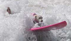 Dog surf competition in Huntington Beach (Bild: Keystone)