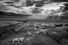 Finalist in der Kategorie "Natur & Tiere" (Bild: Michael Nichols)