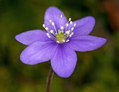 Leberblümchen (Bild: Bruno Schuler, Buochs)