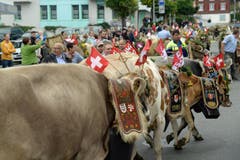 Rund zehn Senten und 250 schön geschmückte Tiere kamen in Kerns an. (Bild: Robert Hess (Neue OZ))