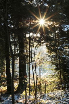 Zauberwald (Bild: Irene Wanner)