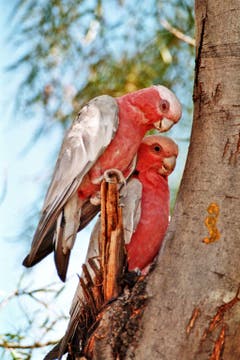 Liebe: Zwei Papageien in Australien beim Kuscheln. (Bild: Jutta Schubert)
