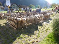 Bilder: Priska von Flüe und Gabi Schmidlin