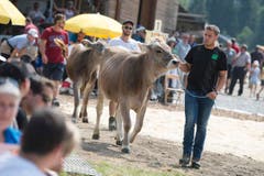 Hauptpreise für den Erst- und Zweitplatzierten waren das Rind Susi und das Rind Tamara. (Bild: Maria Schmid)