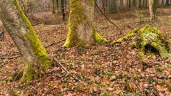 Moos und Waldboden im Vorfrühling. (Bild: Erich Heiniger)