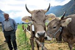 Impressionen von der Urner Grossviehschau in Altdorf. (Bild: Urs Hanhart)