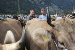Impressionen von der Urner Grossviehschau in Altdorf. (Bild: Urs Hanhart)