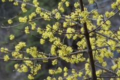 Blühender Baum. Aufgenommen auf dem Pilgerweg bei Sundlauenen, im Berner Oberland. (Bild: Bruno Ringgenberg)